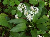 Solitär blühender Bärlauch